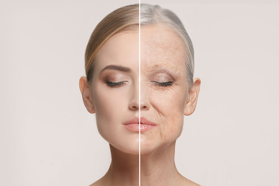 What is Plasma Fibroblast?